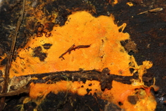 Piloderma