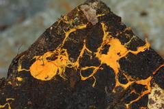 Piloderma