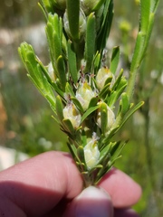 Leucadendron ericifolium