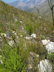 Leucadendron ericifolium