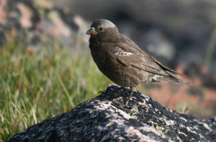 Leucosticte atrata