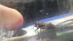 Popplepsalta notialis