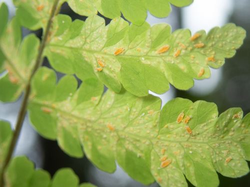 Fragile Fern Rust