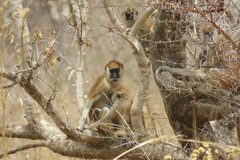 Heuglin's Patas Monkey photo 5