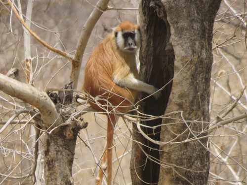 Blue Nile Patas Monkey (Erythrocebus poliophaeus) — Data Deficient Mammalia