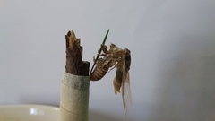 Popplepsalta notialis