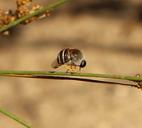 Psilodera fasciata photo 4
