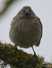 Platyspiza crassirostris