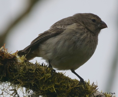 Platyspiza crassirostris