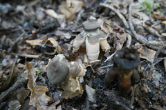 Geastrum fornicatum