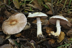 Agaricus kerriganii