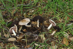 Agaricus kerriganii