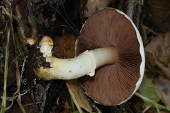 Agaricus kerriganii