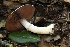 Agaricus kerriganii
