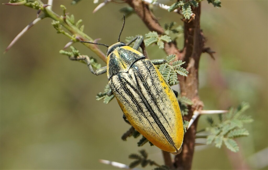 Julodis cailliaudi