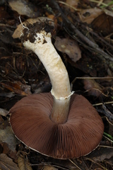 Agaricus kerriganii