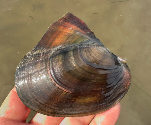 Potamilus alatus (Say, 1817)