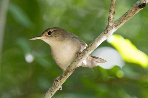 Cozumel Wren (Troglodytes beani), photo 7