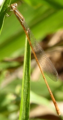 Aciagrion pallidum
