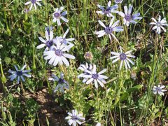 Felicia heterophylla