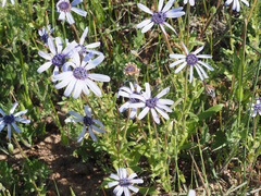Felicia heterophylla
