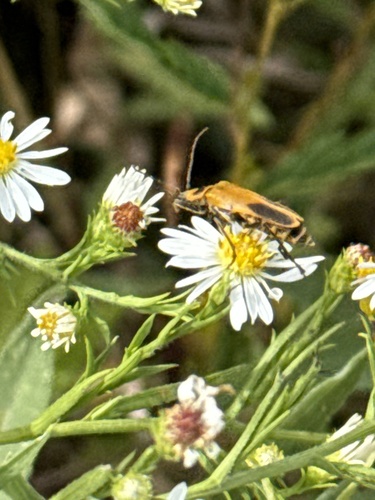 Goldenrod Soldier Beetle