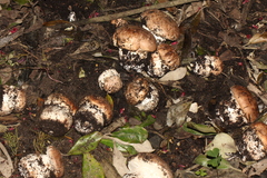 Agaricus lilaceps