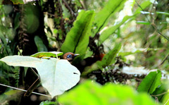 Pterorhinus poecilorhynchus