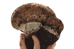 Agaricus lilaceps