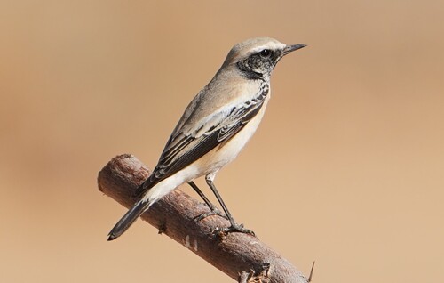 Desert Wheatear