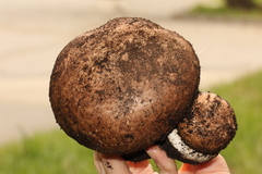 Agaricus lilaceps