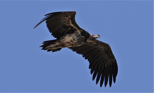 Nubian Vulture