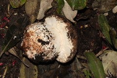 Agaricus lilaceps