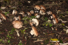 Agaricus lilaceps
