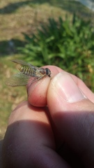 Popplepsalta notialis