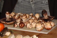 Agaricus lilaceps