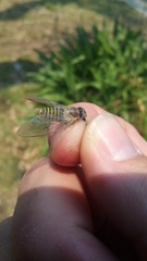 Popplepsalta notialis