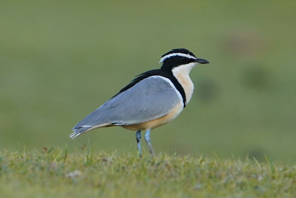 Pluvianus