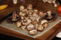 Agaricus lilaceps
