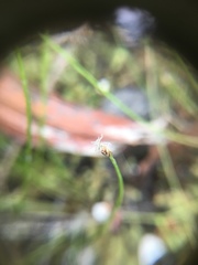 Eleocharis gracilis