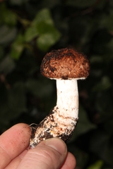 Agaricus brunneofibrillosus