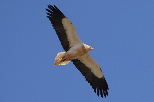 Egyptian Vulture