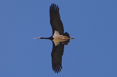 Black Stork