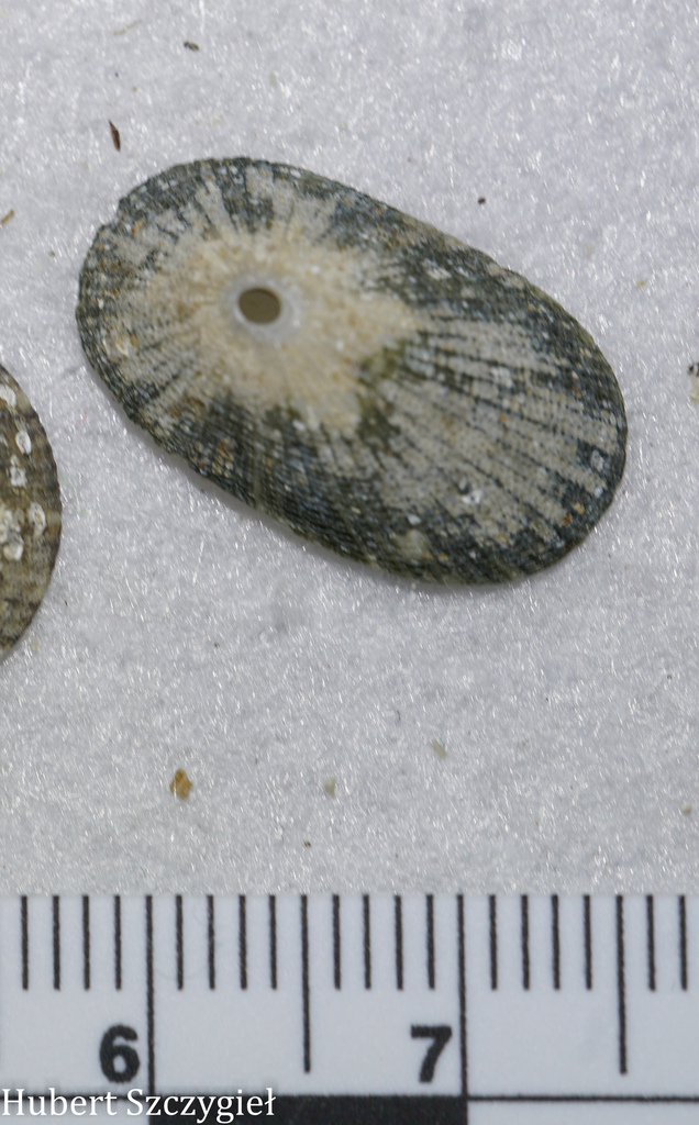 Diodora pica