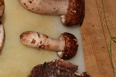 Agaricus brunneofibrillosus