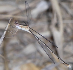 Lestes elatus