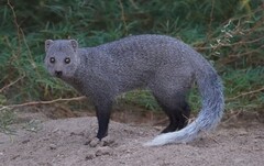 White-Tailed Mongoose photo 3