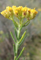 Athanasia filiformis