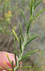 Athanasia filiformis