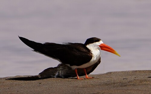 African Skimmer